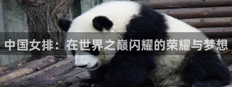 世界直播：中国女排：在世界之巅闪耀的荣耀与梦想