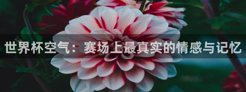 世界杯决赛直播：世界杯空气：赛场上最真实的情感与记忆